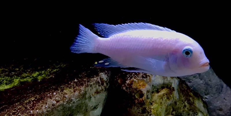 Maylandia callainos 'Nakantenga Reef'